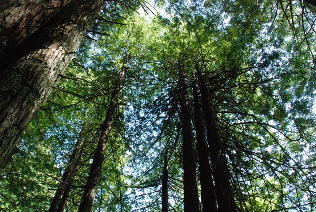 canopy.jpg