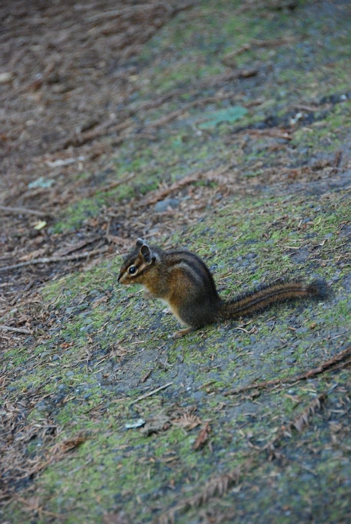 chipmunk.jpg