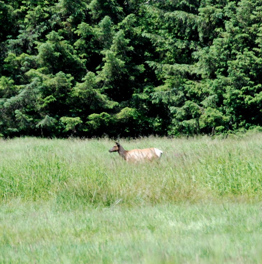 elk.jpg