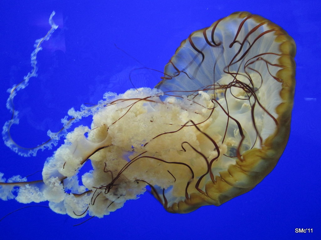 jelly.jpg