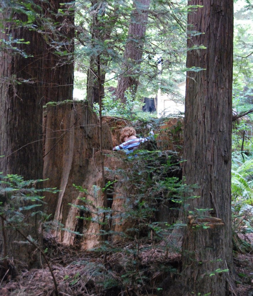 redwoodstump.jpg