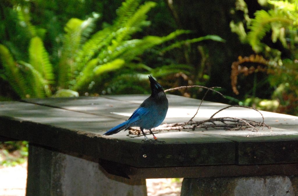 stellarsjay.jpg